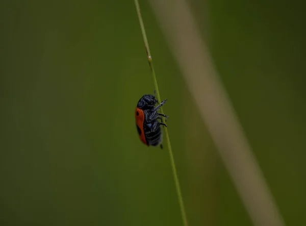草の上の女性のバグ 小さな昆虫 — ストック写真