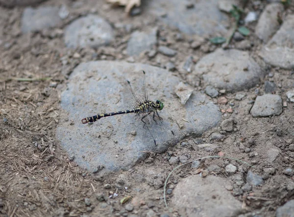 Libélula Pequeña Suelo Piedra — Foto de Stock