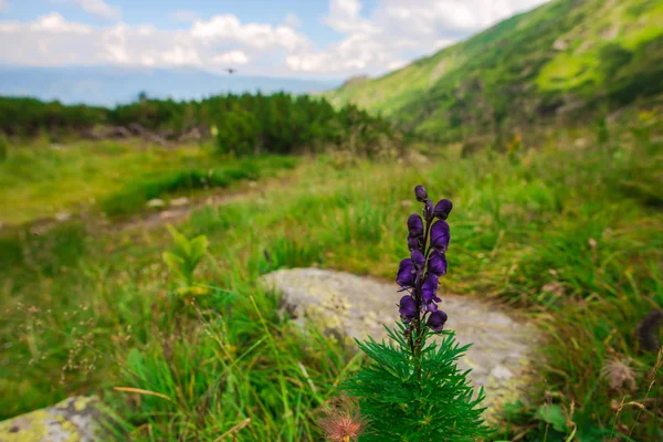 Fleurs Violettes Sur Sommet Des Montagnes — Photo