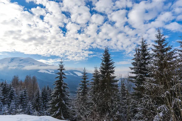 Schneebedeckte Nadelbäume Wald Sonniger Tag Den Bergen Stockbild