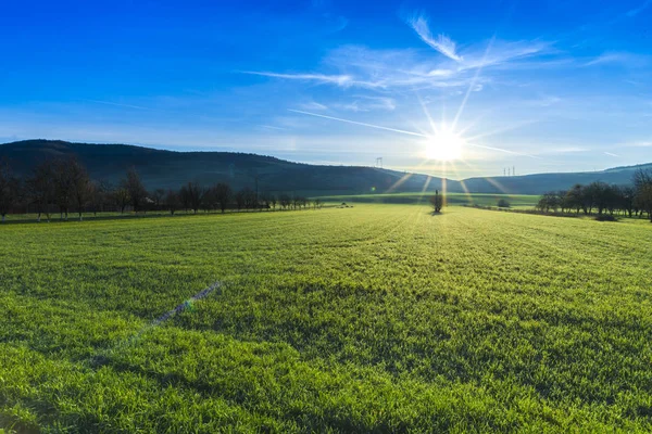 Landscape Fresh Green Field Stock Image