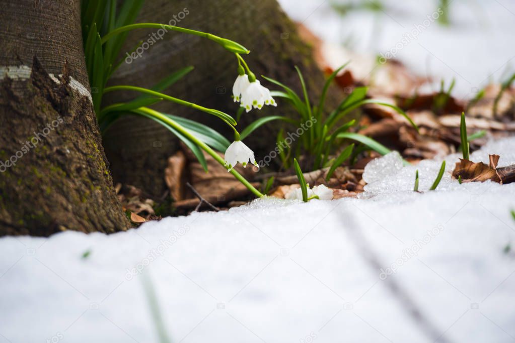 growing snowdrops flowers in meadow, spring flowers close up 
