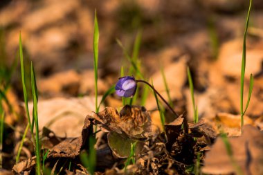 İhale pasque-çiçek erken Bahar ormandaki