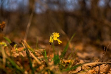 Orman yerdeki erken sarı bahar çiçekleri