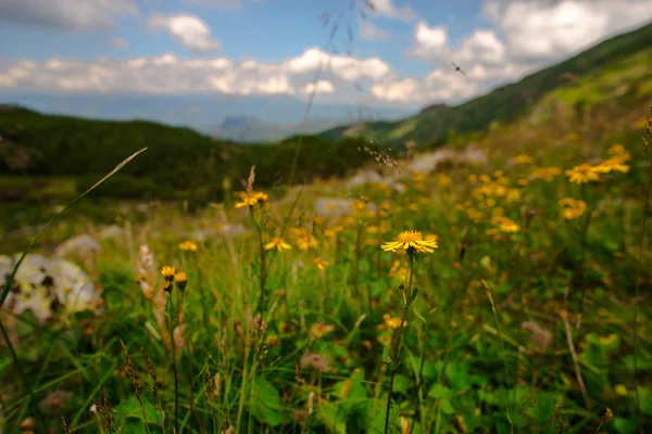 Vue Détaillée Des Fleurs Des Plantes Avec Paysage Montagneux Sur — Photo