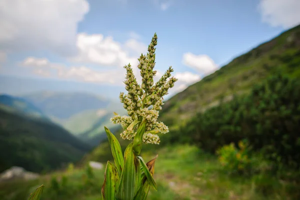 Detailansicht Von Blumen Und Pflanzen Mit Berglandschaft Hintergrund — Stockfoto