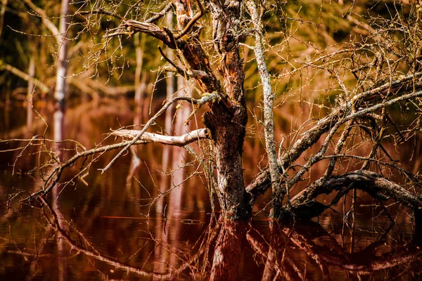 Коричневое Загрязненное Озеро Растущими Деревьями Воде — стоковое фото