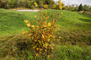 Sarı ağaçlar ile otumnal Bahçe.
