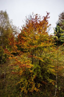 Sonbahar ormanları, doğal arka plan ile dağların muhteşem görünümü.