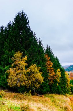 Sonbahar ormanları, doğal arka plan ile dağların muhteşem görünümü.