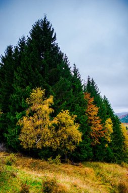 Sonbahar ormanları, doğal arka plan ile dağların muhteşem görünümü.