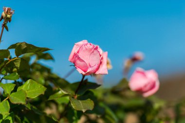 pembe gül yaprakları ile yeşil bush üzerinde büyüyen 