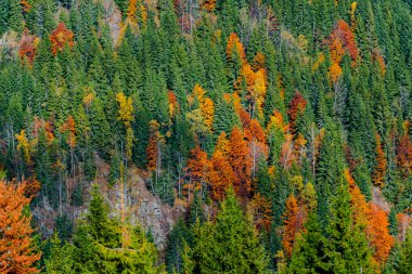 Sonbahar ormanları, doğal arka plan ile dağların muhteşem görünümü.