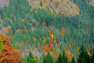 Sonbahar ormanları, doğal arka plan ile dağların muhteşem görünümü.