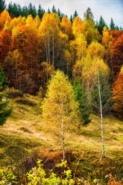 Sonbahar ormanları, doğal arka plan ile dağların muhteşem görünümü.