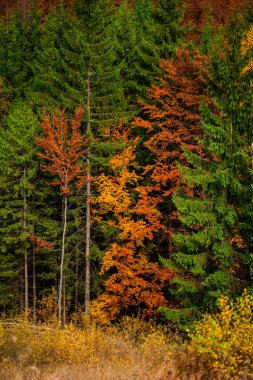 Sonbahar ormanları, doğal arka plan ile dağların muhteşem görünümü.
