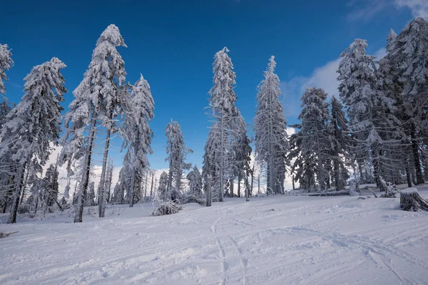 Firs Árboles Cubiertos Heladas Alto Las Montañas Nevadas — Foto de Stock