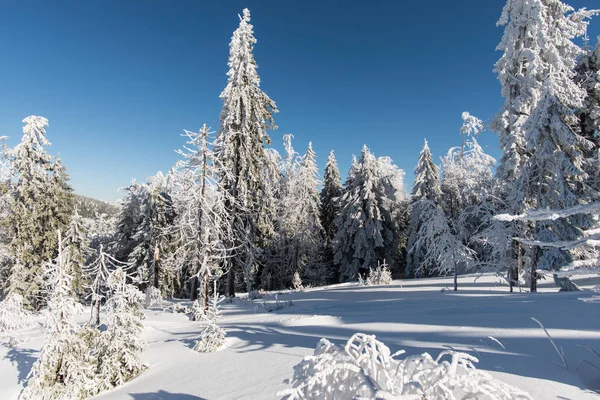 Χιονισμένο Δάσος Έλατα Αφράτο — Φωτογραφία Αρχείου