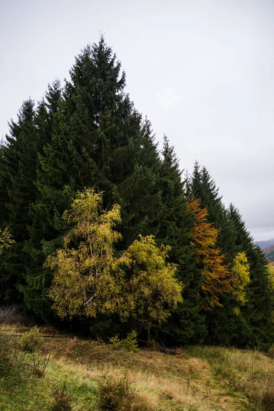 Sonbahar ormanları, doğal arka plan ile dağların muhteşem görünümü.