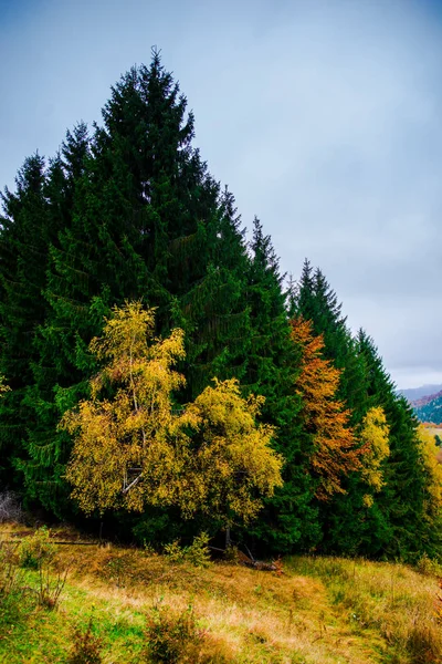 Sonbahar ormanları, doğal arka plan ile dağların muhteşem görünümü.