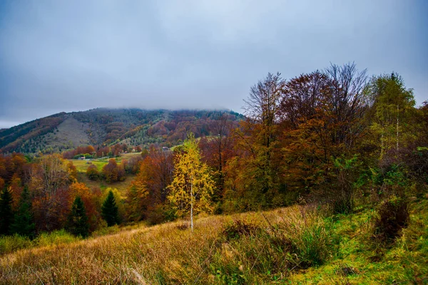 Sonbahar ormanları, doğal arka plan ile dağların muhteşem görünümü.
