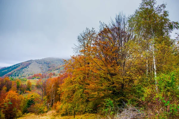 Niesamowity Widok Góry Jesiennych Lasów Naturalnego Tła — Zdjęcie stockowe