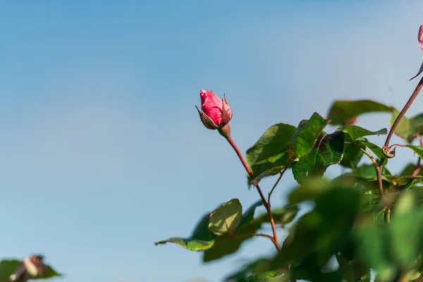 Одиночний Бутон Троянди Зеленим Листям Фоні Блакитного Неба — стокове фото