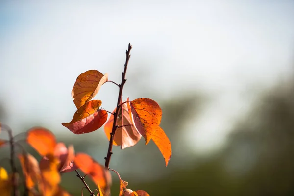 Closeup Πορτοκάλι Αποξηραμένο Φύλλα Των Δέντρων Φθινόπωρο — Φωτογραφία Αρχείου