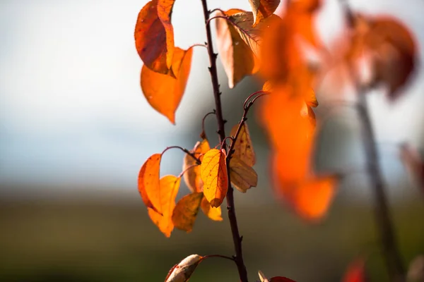 Closeup Orange Sušené Listy Stromu Podzim — Stock fotografie
