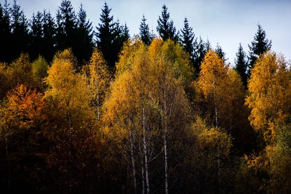 Fantastisk Utsikt Över Bergen Med Höstliga Skogarna Naturlig Bakgrund — Stockfoto