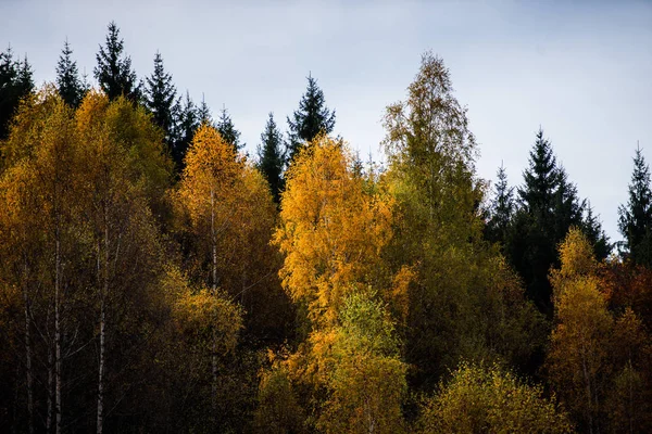 Fantastisk Utsikt Över Bergen Med Höstliga Skogarna Naturlig Bakgrund — Stockfoto