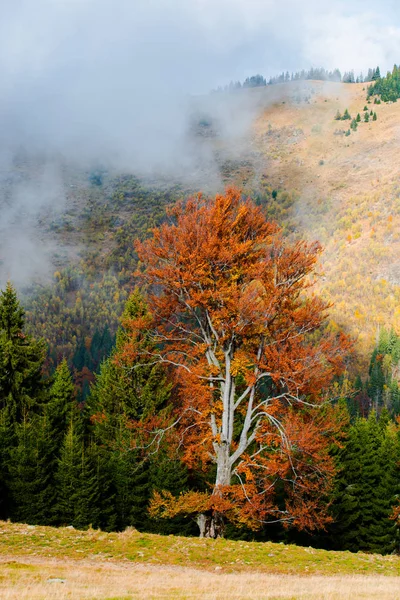 秋の森林 自然な背景の山々 の見事な景色 — ストック写真