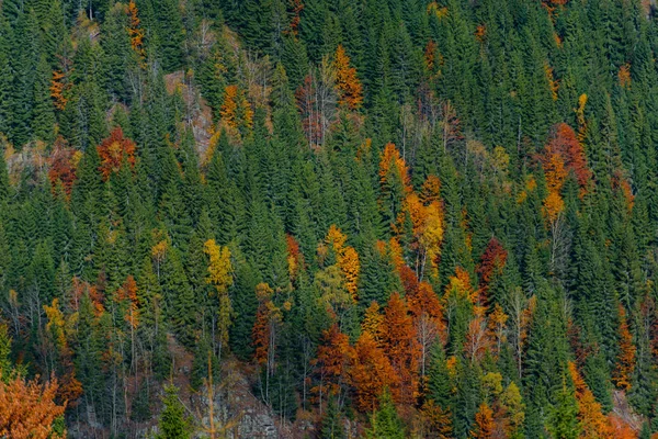 Sonbahar Ormanları Doğal Arka Plan Ile Dağların Muhteşem Görünümü — Stok fotoğraf