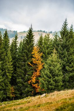 Sonbahar ormanları, doğal arka plan ile dağların muhteşem görünümü.