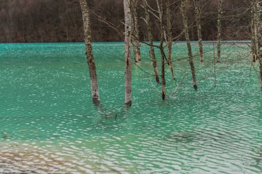 Orman Bahar, turkuaz su sel.
