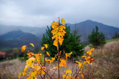 Rusty sonbahar ormandaki meşe yaprakları