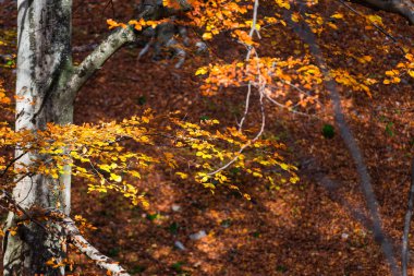 Sonbahar renkli ağaçlar yaprak dallarda 