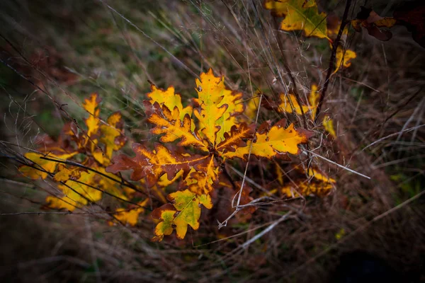 Rezavé Listy Dubu Podzimní Les — Stock fotografie