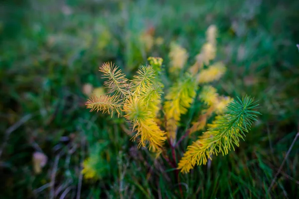 시간에 식물의 — 스톡 사진