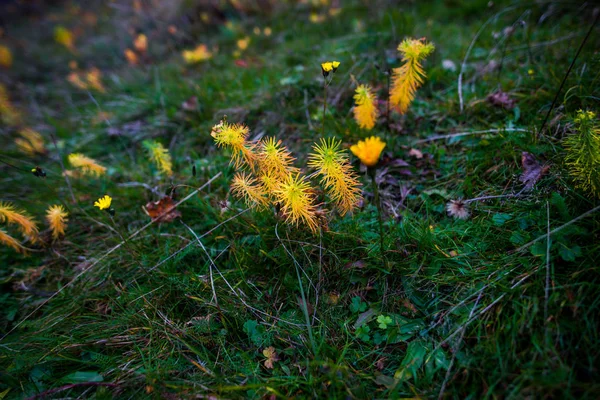 Vista Dettagliata Delle Piante Della Foresta Gialla Tempo Autunnale — Foto Stock