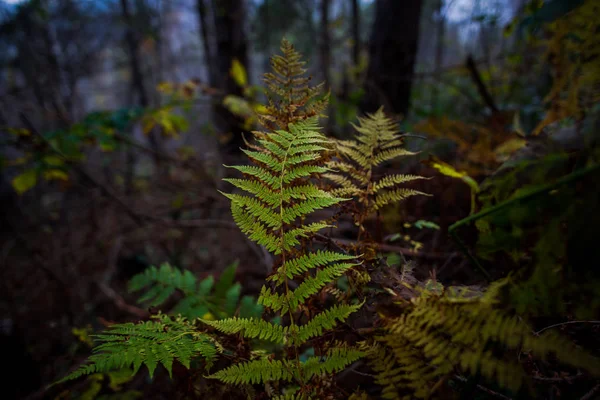 Forest Plants Autumnal Time — Stock Photo, Image