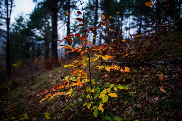 秋天的森林植物 — 图库照片