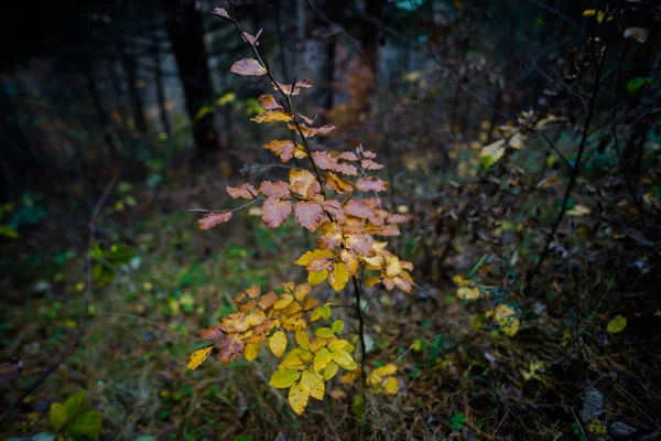 Rostliny Podzimní Les — Stock fotografie