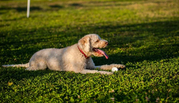 Sluiter Poedel Hond Liggen Gras Weide Met Bal — Stockfoto