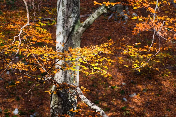 Árboles Coloridos Otoñales Hojas Bosque — Foto de Stock