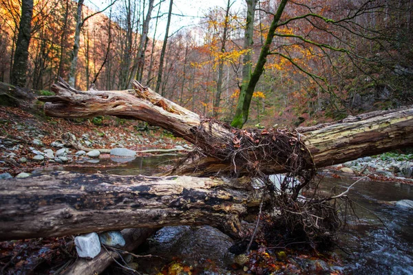 Árboles Rotos Por Encima Del Arroyo Bosque Otoñal — Foto de Stock