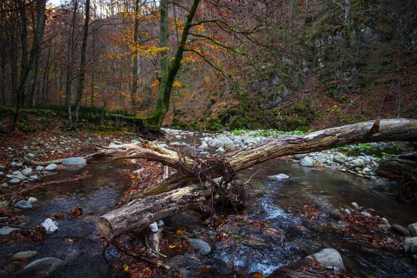 Brutna Träd Ovan Stream Höstlig Skog — Stockfoto