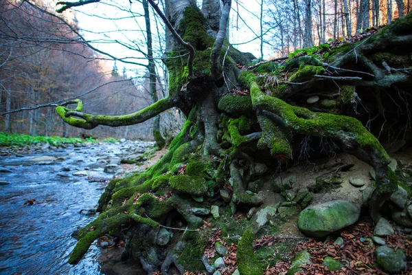Mossy Träd Höstlig Skog — Stockfoto