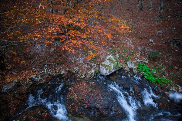 秋の森で乾燥した落ち葉でストリーム — ストック写真