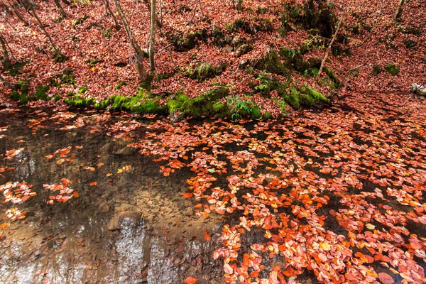 Lagoa Com Folhas Caídas Parque — Fotografia de Stock
